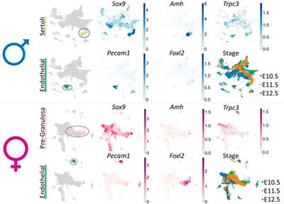 Corrigendum: A role for TRPC3 in mammalian testis development